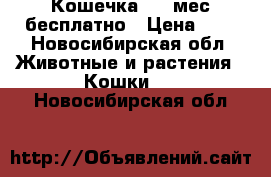 Кошечка 2,5 мес бесплатно › Цена ­ 1 - Новосибирская обл. Животные и растения » Кошки   . Новосибирская обл.